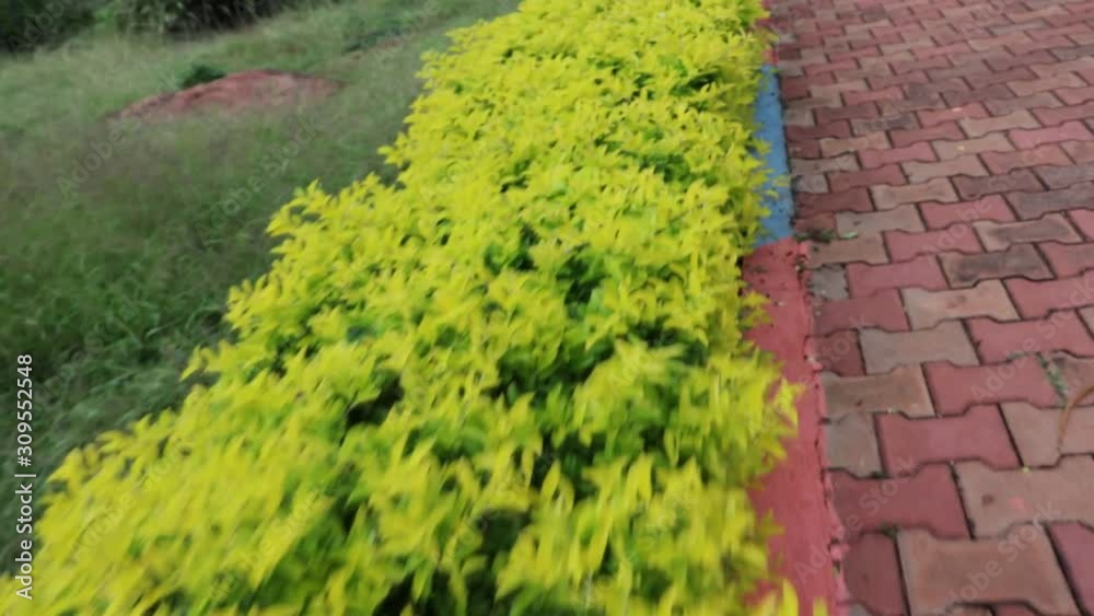 green grass path way in the garden in south India green grass path way in the garden in south India
