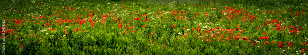 field of poppy flowers