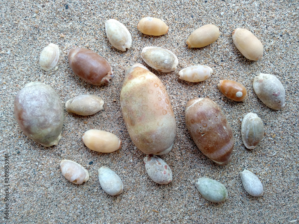 Set of various mollusk shells isolated on sand background. Sea shell with sand beach. Composition of exotic sea shells on a white sand beach.