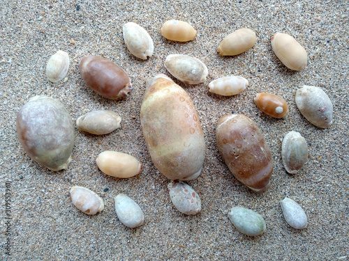 Set of various mollusk shells isolated on sand background. Sea shell with sand beach. Composition of exotic sea shells on a white sand beach.