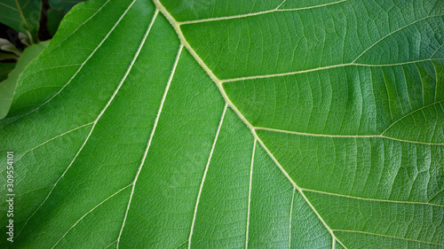 Teak leaves with a clear texture  suitable for use as a background image. Teak texture  this is a tropical plant that can live in minimal water conditions.