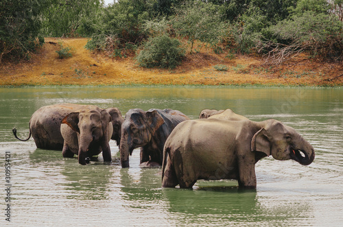 A herd of elephants swimming in the river and lake. Adults and little elephants take a bath and enjoy life. 