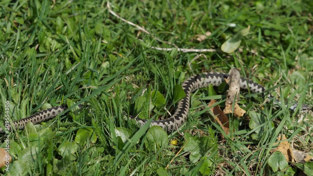 European common adder viper snake (Vipera berus) crawling slowly in the grass