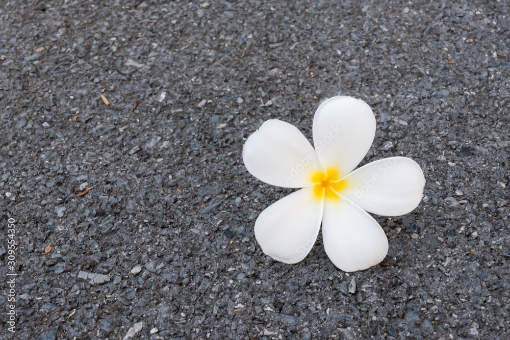 Frangipani flower on the floor.