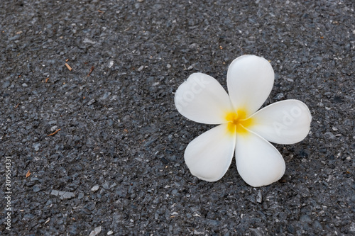 Frangipani flower on the floor.