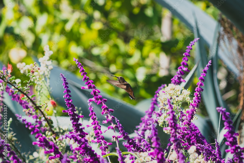 Obraz premium hummingbird with flowers