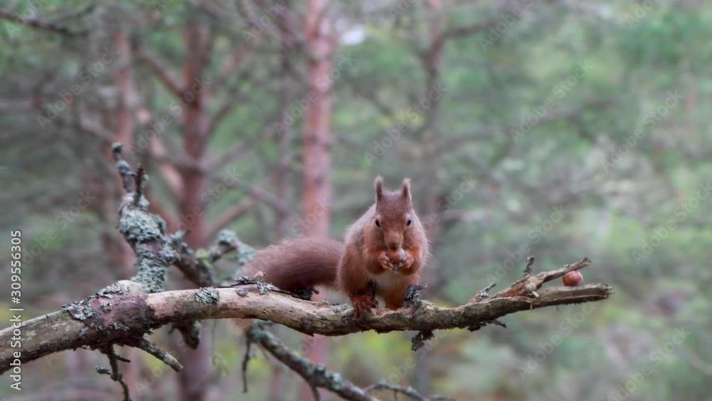 red squirrel, Sciurus vulgaris, pan and sliding action of animal walking along branch with pine tree woodland background during December/winter in Scotland. red squirrel, Sciurus vulgaris, pan and sliding action of animal walking along branch with pine tree woodland background during December/winter in Scotland.