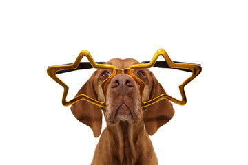 Funny pointer dog new year, carnival party wearing huge glasses. Isolated on white background.