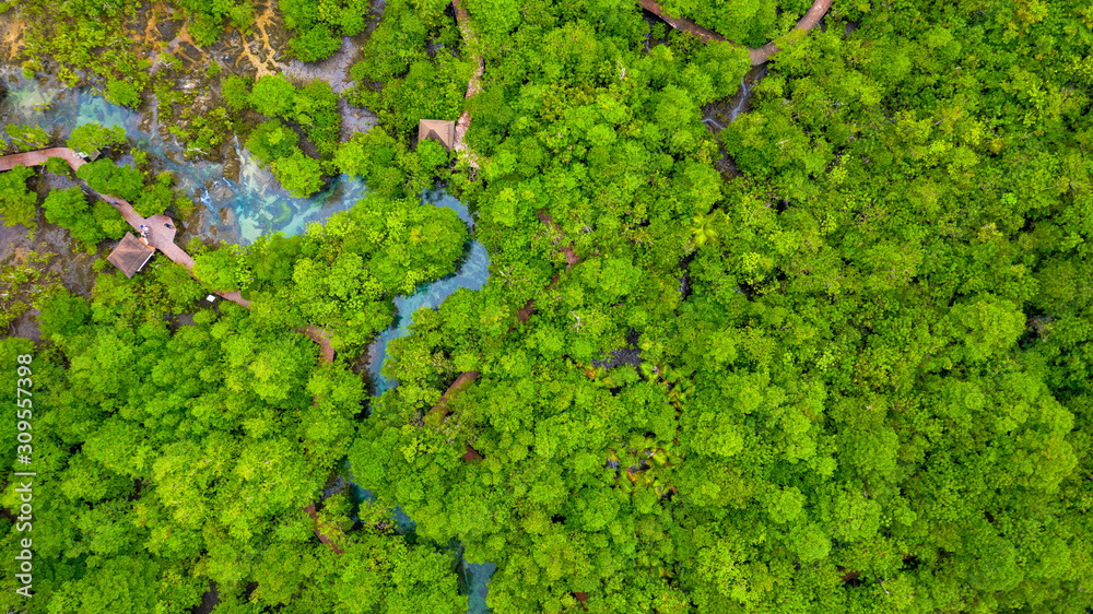 Mangrove trees along the turquoise green water in the stream, aerial view , mangrove forest, beautiful background.