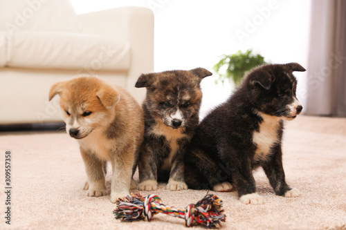 Fototapeta Naklejka Na Ścianę i Meble -  Cute Akita inu puppies with toy indoors. Friendly dogs