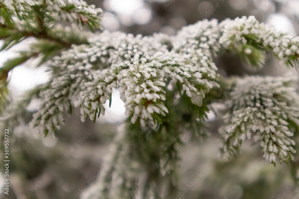 Pine Needles With Snow Crystals Close Up.  Frozen Ice outdoor