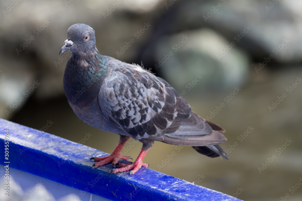 Obraz premium Little bird, Beautiful bird. in the garden