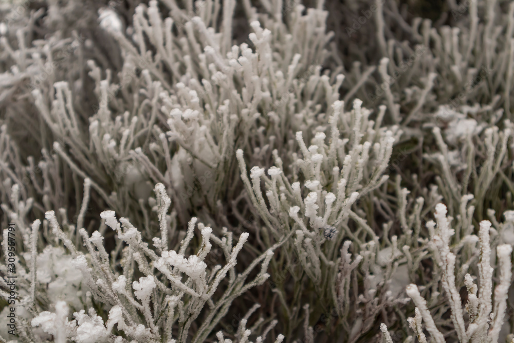 Pine Needles With Snow Crystals Close Up. Frozen Ice outdoor Pine Needles With Snow Crystals Close Up. Frozen Ice outdoor