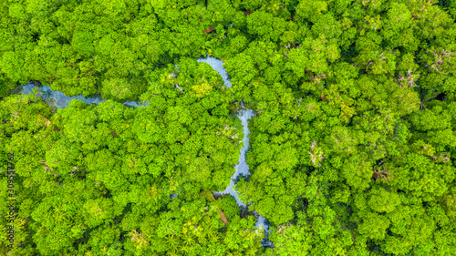 Aerial top view background forest, Texture of mangrove forest.