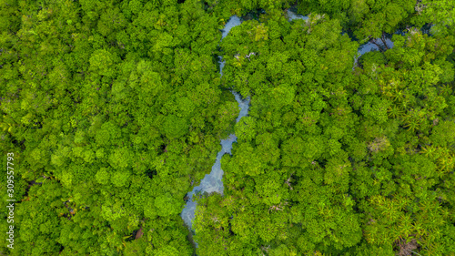 Aerial top view background forest, Texture of mangrove forest.
