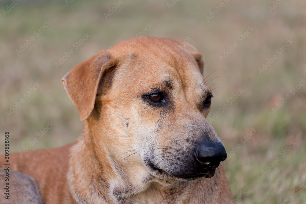 Vagrant dog in the park.