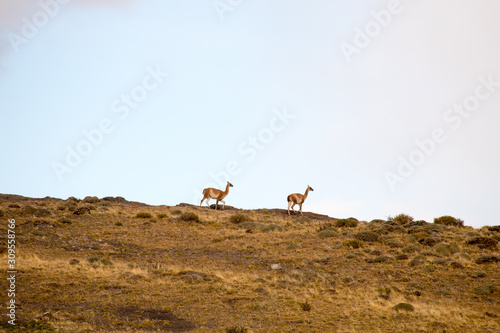 Guanacos in the landscape of the Torres del Paine mountains, Torres del Paine National Park, Chile