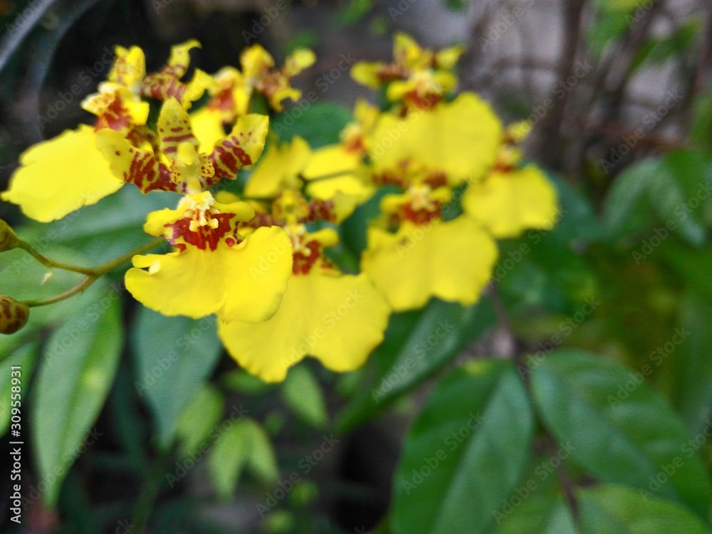 yellow flowers yellow flowers