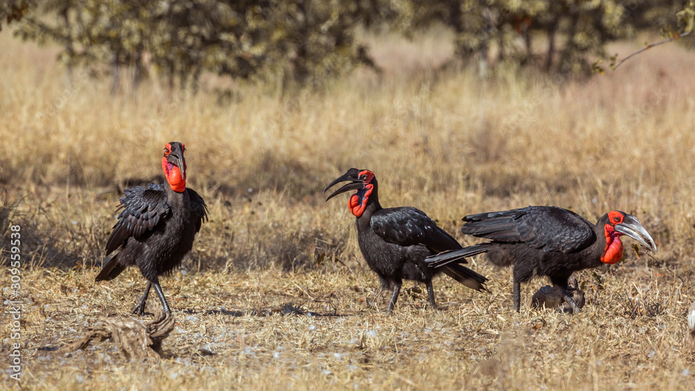 Three Southern Ground Hornbills in savannah in Kruger National park, South Africa ; Specie Bucorvus leadbeateri family of Bucerotidae Three Southern Ground Hornbills in savannah in Kruger National park, South Africa ; Specie Bucorvus leadbeateri family of Bucerotidae