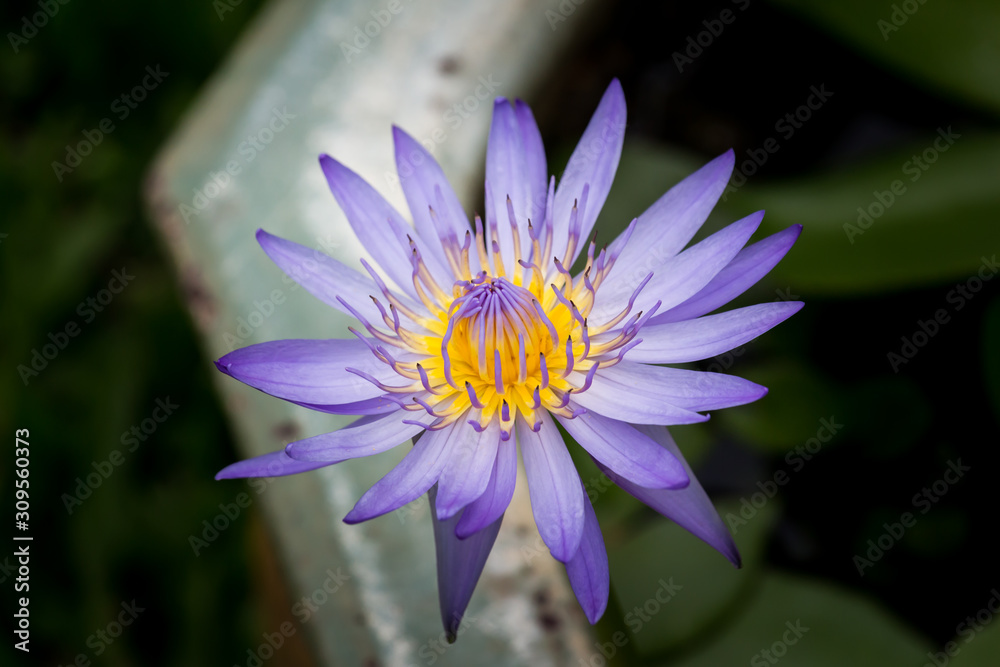 Blooming Lotus flower or Water Lily on the pond. With sunset time. Blooming Lotus flower or Water Lily on the pond. With sunset time.
