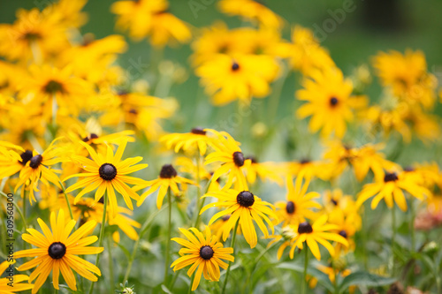 Large  beautiful  yellow daisies on a spring meadow in the park. Spring concept