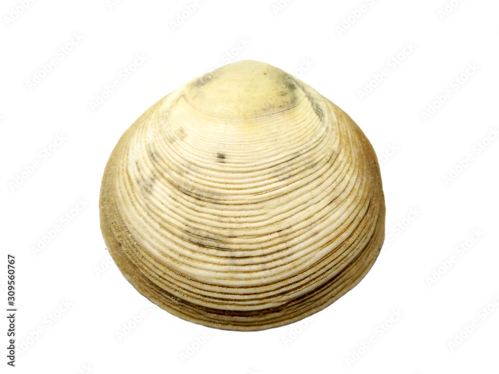 Composition of exotic sea shells on a white background. set of various mollusk shells isolated on white background. Shell, Oyster, Scallop or Keong Tiram, Kerang Laut. Oyster with white background.
