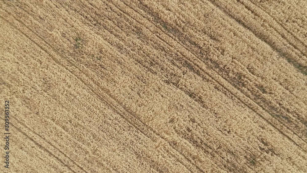 Flight over a wheat field. Agriculture, grain crops.