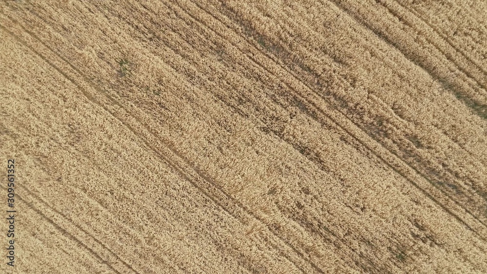 Flight over a wheat field. Agriculture, grain crops. Flight over a wheat field. Agriculture, grain crops.