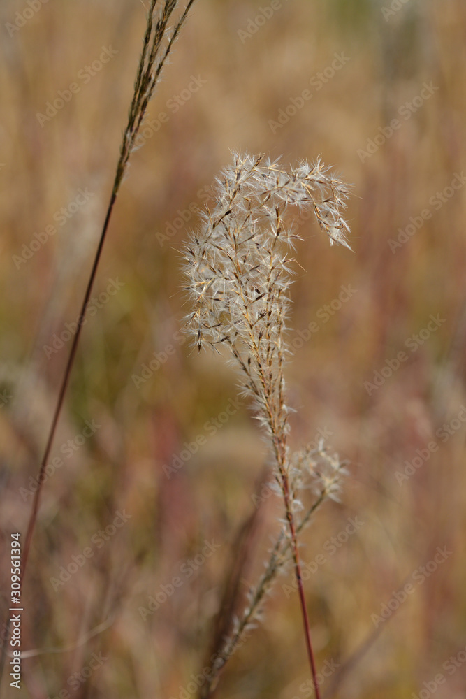 Zebra Grass Zebra Grass