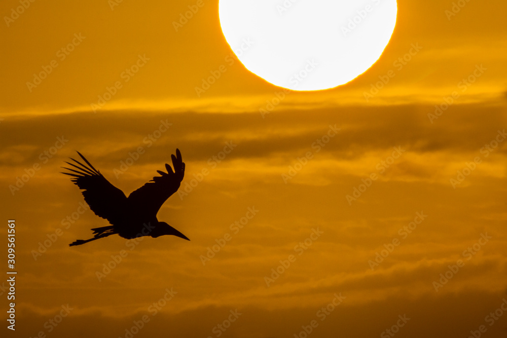 Obraz premium Marabou stork flighing at sunrise in Kruger National park, South Africa ; Specie Leptoptilos crumenifer family of Ciconiidae