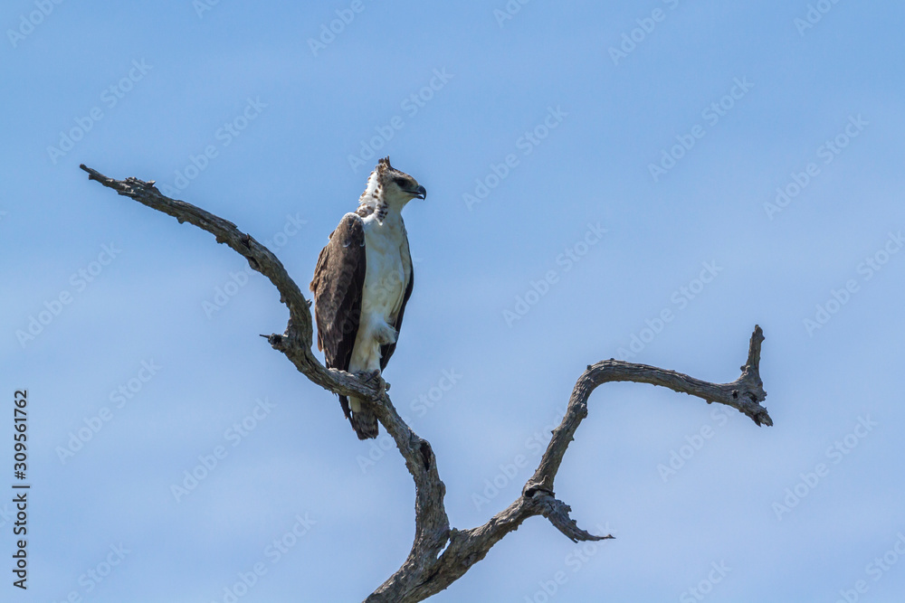 Martial Eagle juvenile isolated in blue background in Kruger National park, South Africa ; Specie Polemaetus bellicosus family of Accipitridae Martial Eagle juvenile isolated in blue background in Kruger National park, South Africa ; Specie Polemaetus bellicosus family of Accipitridae
