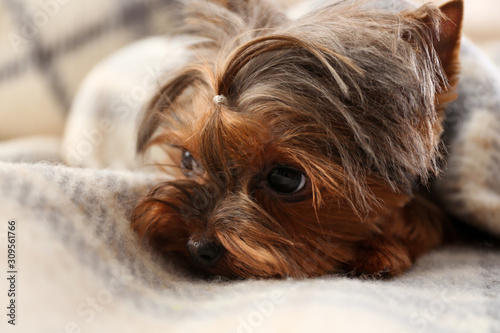 Cute Yorkshire terrier dog covered with plaid on sofa, closeup
