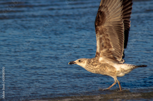 Seagull  about to take off
