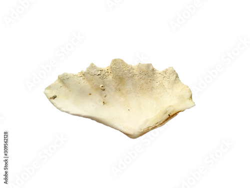 Composition of exotic sea shells on a white background. set of various mollusk shells isolated on white background. Shell, Oyster, Scallop or Keong Tiram, Kerang Laut. Oyster with white background.