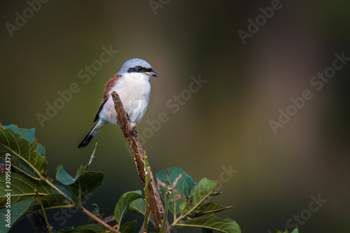 Red-backed Shrike male isolated in natural background in Kruger National park, South Africa   Specie Lanius collurio family of Laniidae © PACO COMO