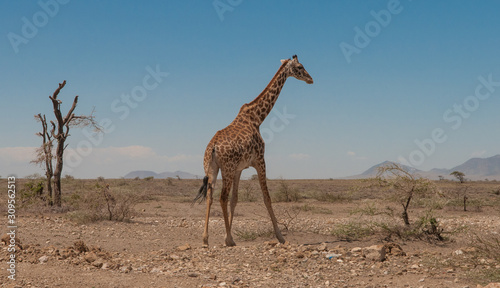 Safari in Africa © Kurt Nielsen