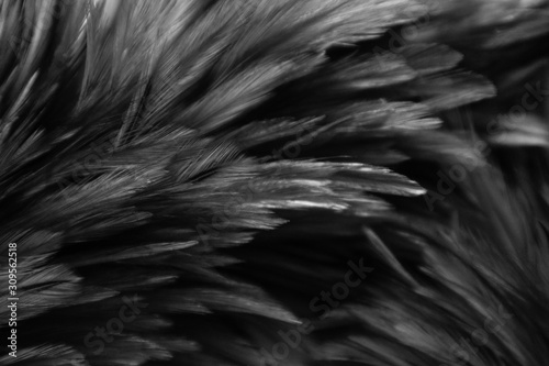 Beautiful abstract colorful white and black feathers on dark background and soft white feather texture on white pattern