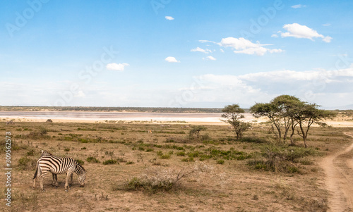 Wildlife in Africa