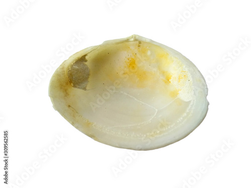 Composition of exotic sea shells on a white background. set of various mollusk shells isolated on white background. Shell, Oyster, Scallop or Keong Tiram, Kerang Laut. Oyster with white background.