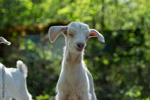 Small white goat with some friends