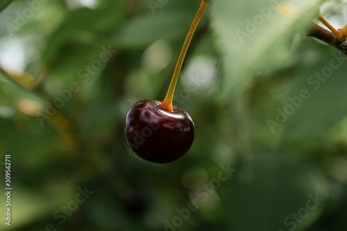 A single dark and ripe cherry