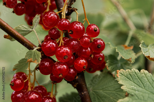 A bunch of red currants