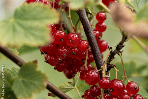 berries of red currant on bush