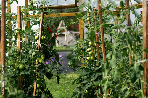 plants in greenhouse