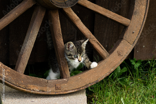 Small kitten playing with a wooden wheel