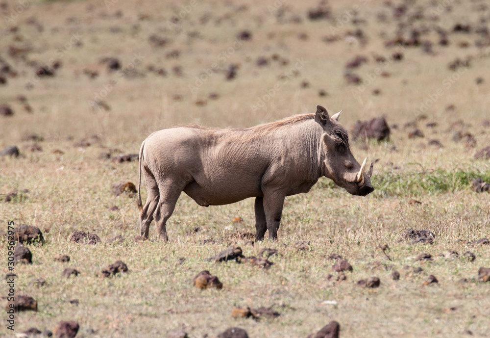 Fototapeta premium Safari in Africa