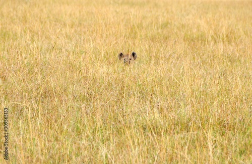 Lion hiding in Grass Savanna during Safari in Africa