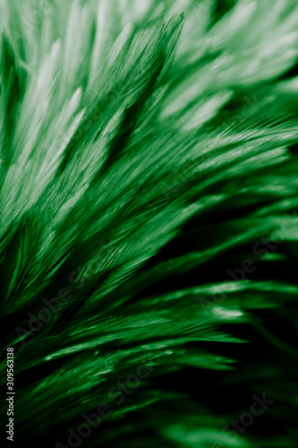 Beautiful abstract colorful white and green feathers on black dark background and soft white pink feather texture on white pattern