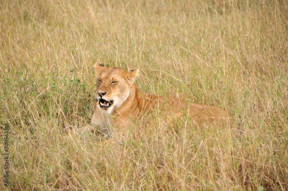 Safari in Africa Safari in Africa