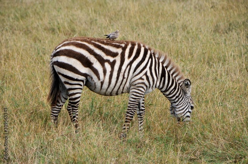 Safari in Africa